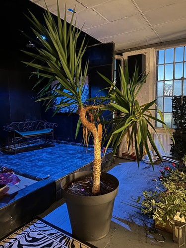Large 10ft yucca - large,