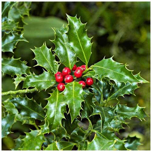 English holly ilex aquifolium - holly,