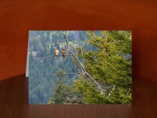 A pair of red-tailed hawks perched in a tree near Hellroaring Creek - A5 Card