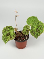 Begonia Sp. Padang Lawas RARE