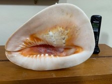 Extra Large Queen Conch Sea Shell  Pink Tone, 28.5 cm (11.25 inches) across