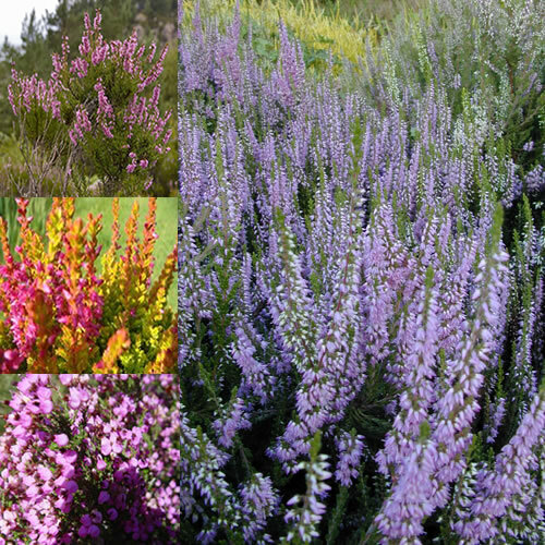 Mixed heathers calluna - x, &