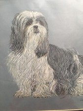 Large Original Watercolour Art LHASA APSO,SHIH TZU,Dog Signed/Dated Picture 1987