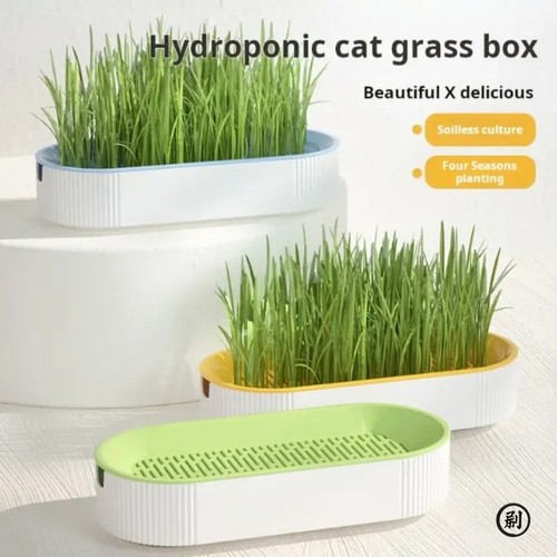 Hydroponic cat grass - hydroponic,