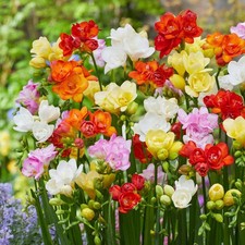 Easy to Grow Freesia Doubles