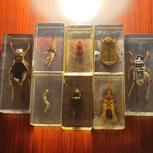 Mystery misfits beetle - ☆mystery,