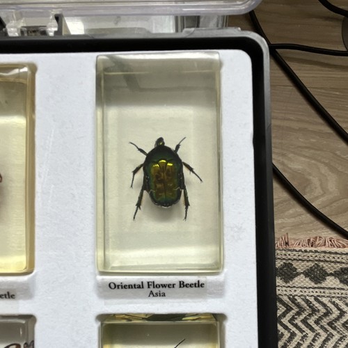 Oriental flower beetle real - beetle,