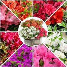 Dwarf japanese azalea - dwarf,