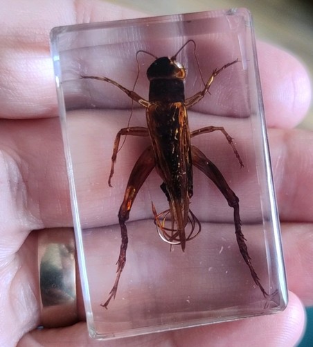 Real bug grasshopper - grasshopper, field