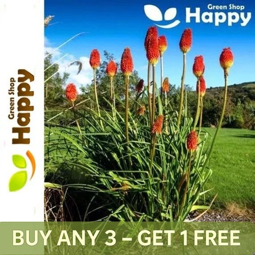 Red hot poker mix - mix,