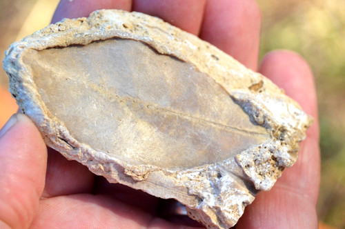 Amazing rare fossil - , &