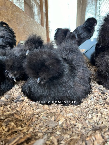 Dozen black silkie hatching - 1,