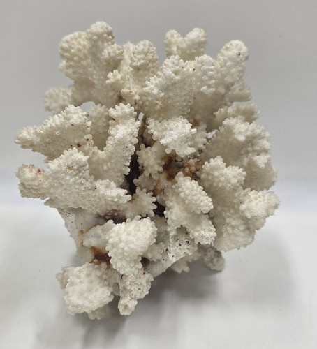 Vintage acropora tabletop - acropora,