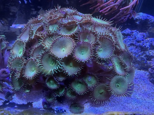 Ultra green paly coral colony - coral,