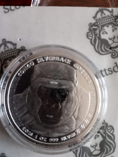 Scottsdale congo silverback