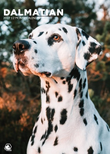 Dalmatian dog 2027 calendars - dalmatian,