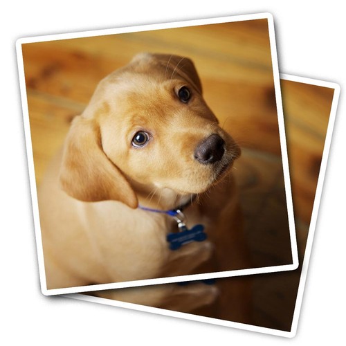 Vinyl stickers adorable - vinyl,