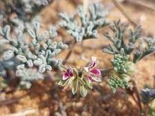 Pelargonium redactum, 5 Seeds, Unusual Species, 2025 Harvest