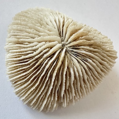 Natural mushroom coral - natural,