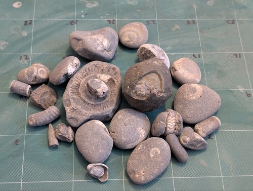 Mixed fossil lot north - fossil,