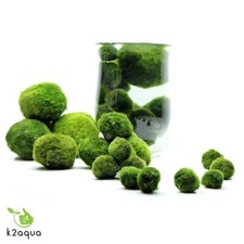 ALL sizes MARIMO MOSS BALLS Cladophora live aquarium plant shrimp nano K2AQUA