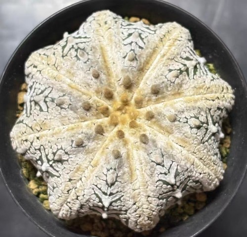 Pot 7cm astrophytum asterias - pot,