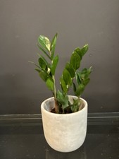 Zz plant Zamioculcas in 12cm