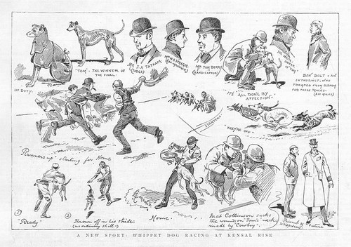 Whippet dog racing kensal - racing,