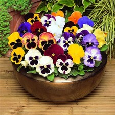 Pansy 20 Pack Bedding Plants - Ideal for Beds, Borders, Pots & Hanging Baskets