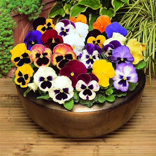 Pansy pack bedding plants - pansy,