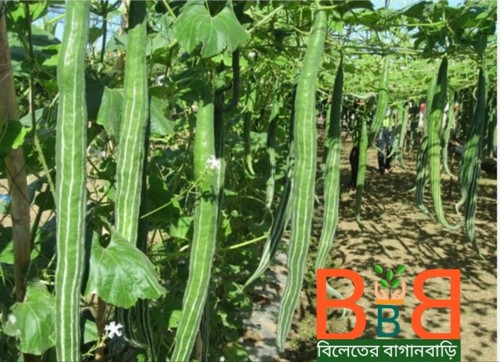 Snake gourd seed - gourd-8,