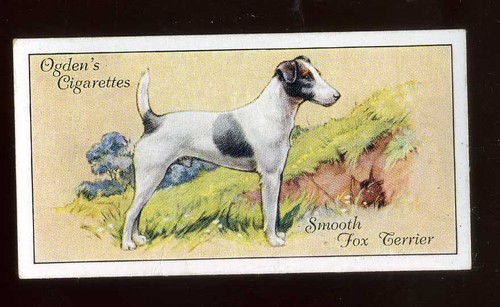 1936 ogdens dogs smooth fox - ogdens,