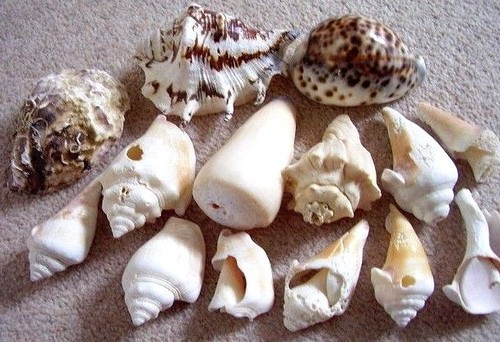 Natural sea shells - ,mixed,