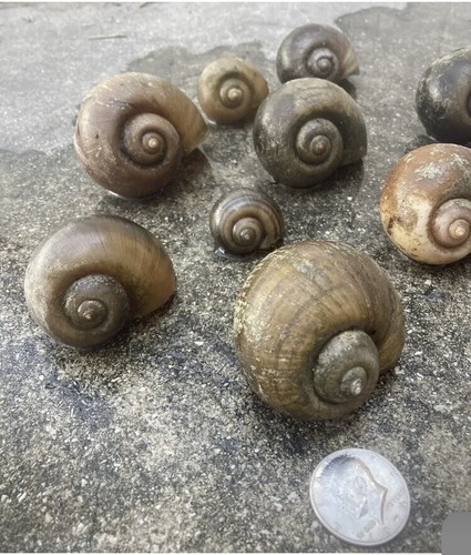 Rare apple snail shells - 15,
