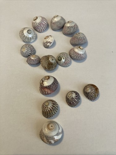 Sea shells bundle - sea,