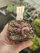 Pinguicula  AKA   " Lilibet "