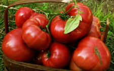15 Red Brandywine Tomato Seeds - Heirloom