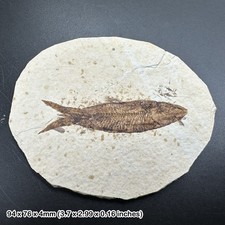 Knightia alta fossil fish in