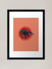 Brazilian Black tarantula
