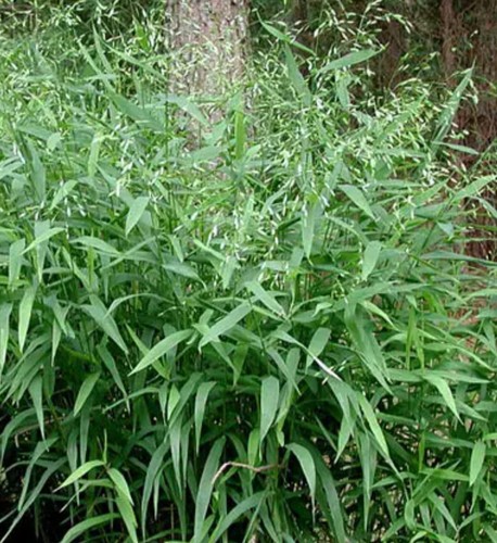 Spangle grass plug - grass, plants
