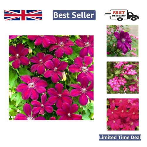 Beautiful clematis rouge - clematis, 'rouge