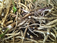  25g  Horseradish Roots - BUY ONE GET ONE FREE