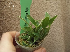 Rare Dendrobium moniliforme