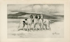 POINTER ENGLISH SETTER DOGS RARE 1897 ANTIQUE DOG ART PRINT Artist ARTHUR WARDLE