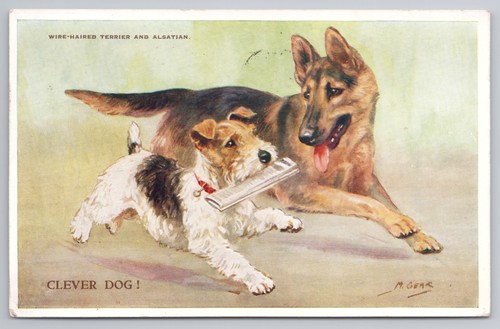 Wire terrier alsatian - wire, &
