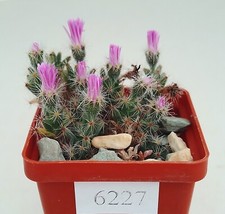 Trichodiadema densum/6227/ D45mm,own root,seedling