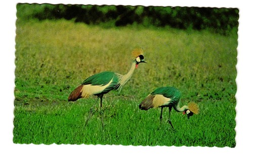 East africa crown - east, birds