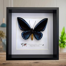 Framed blue birdwing butterfly