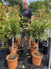 Photinia Red Robin Standard