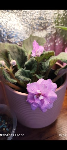 African violet baby - african,